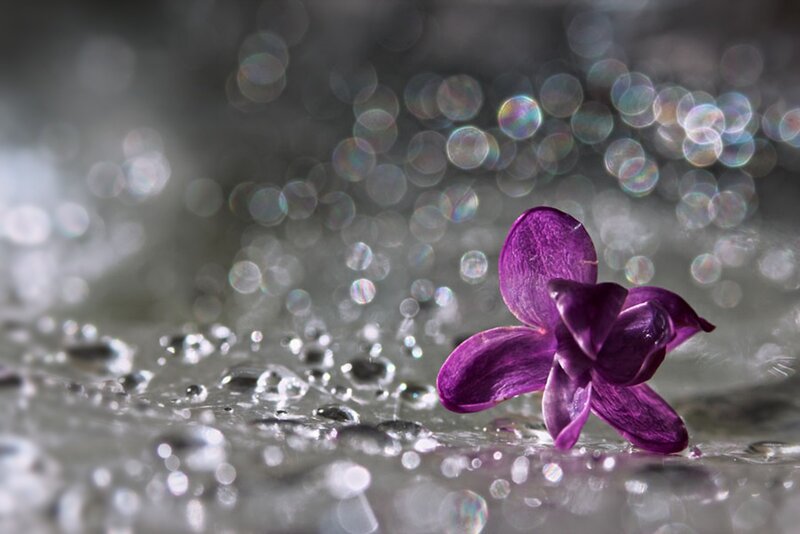 Purple Flower on Wet Surface — Serene