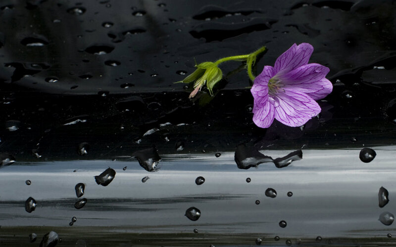 Purple Flower on Wet Surface
