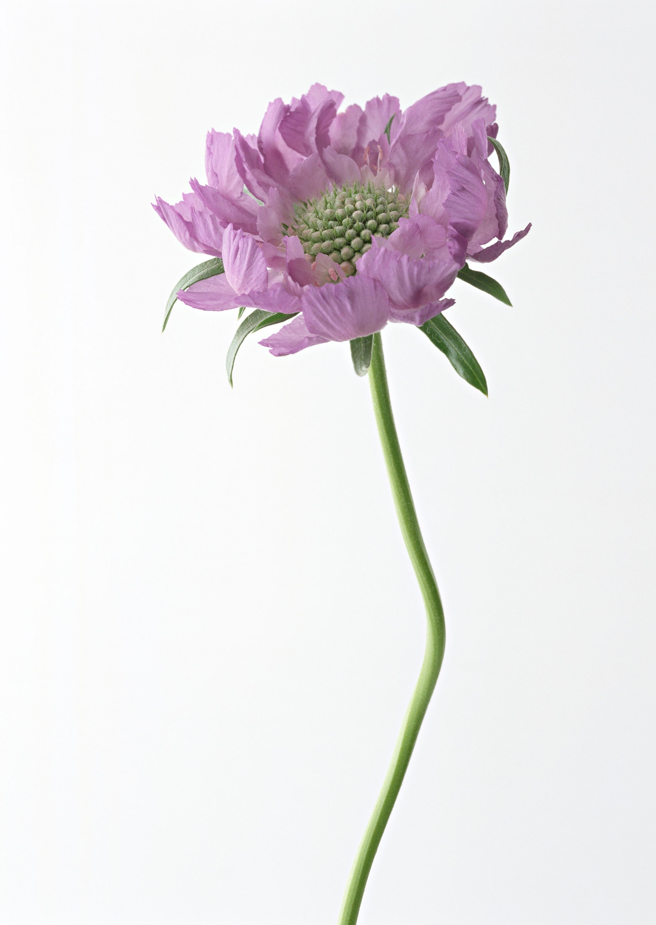 purple flower on white background