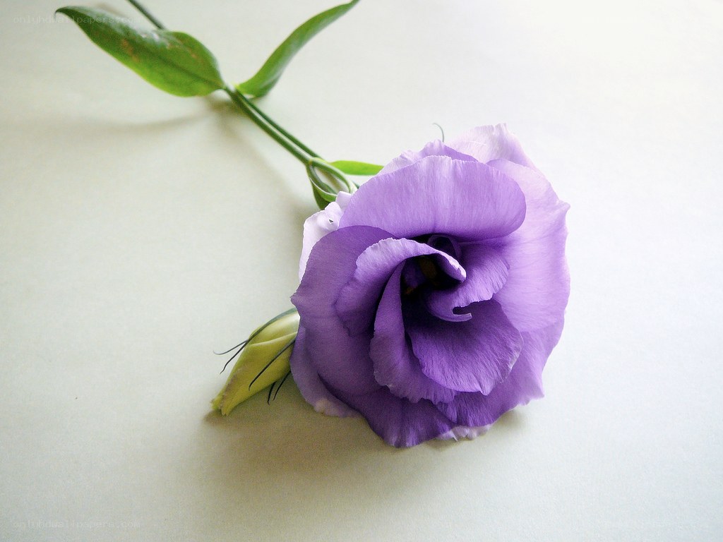 purple flower on white surface
