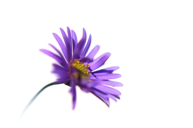 Purple Flower on White