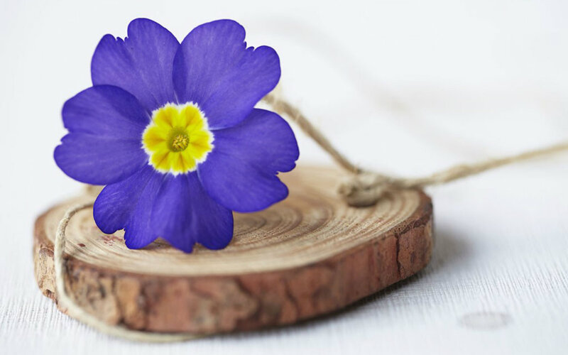 Purple Flower on Wood — Calm, Spring