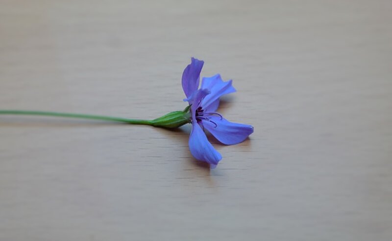 Purple Flower on Wood — Calm