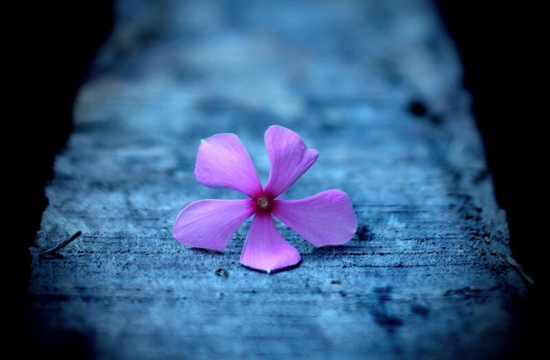 Purple Flower on Wood — Serene