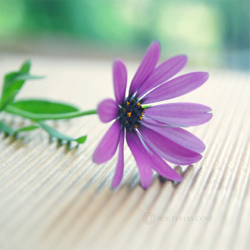 Purple Flower on Wood