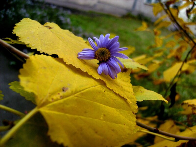 Purple Flower on Yellow Leaf