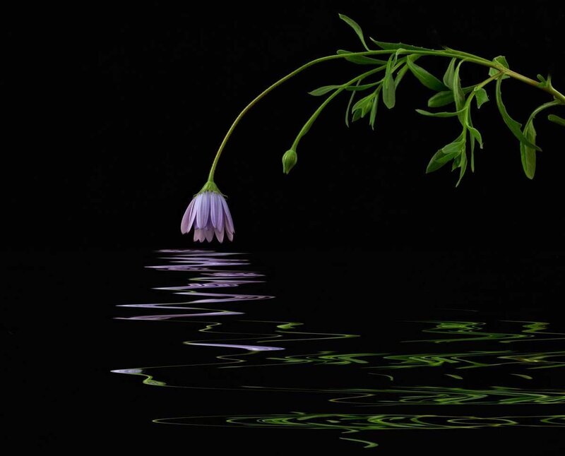 Purple Flower over Water