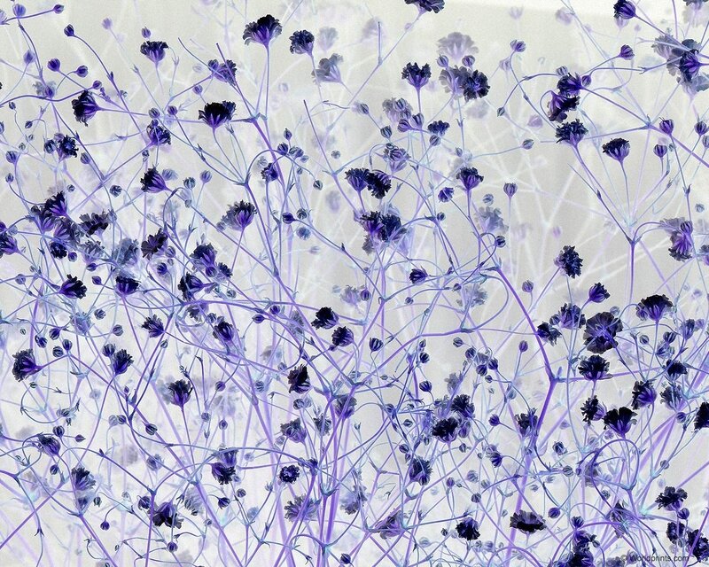 purple flower pattern