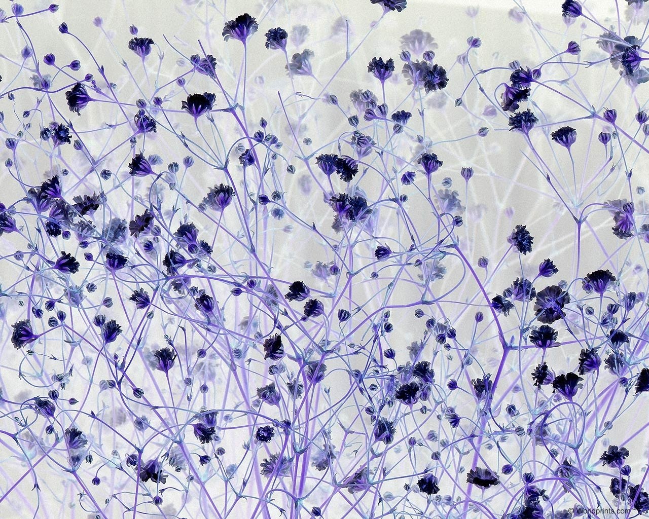 purple flower pattern