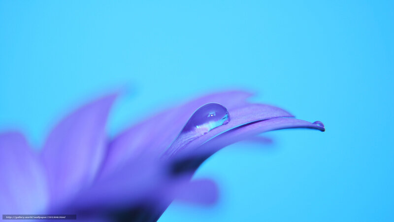 Purple Flower Petal — Blue, Serene, Photograph, Drop of Water