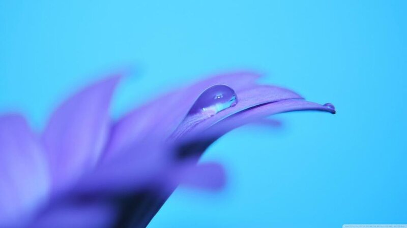 Purple Flower Petal — Blue, Serene