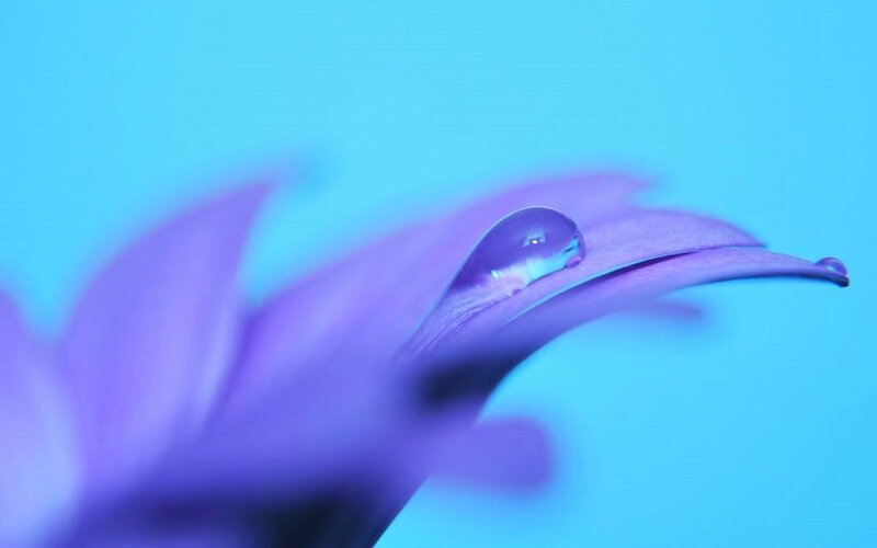 Purple Flower Petal — Blue