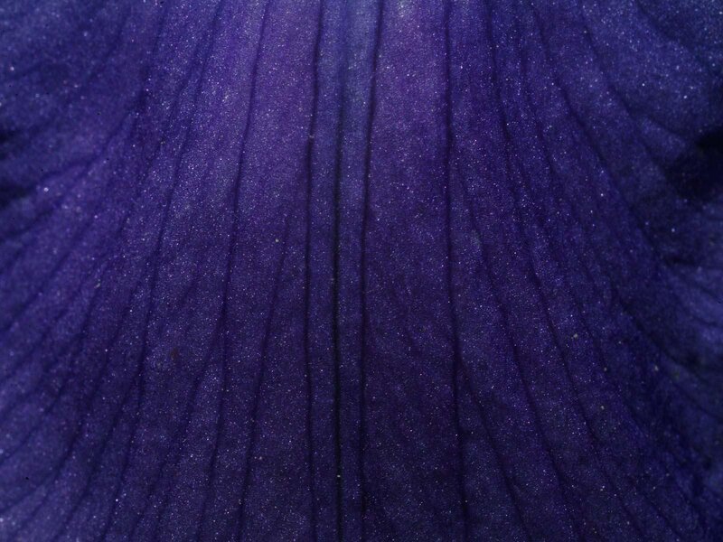 Purple Flower Petal — Calm, Photograph