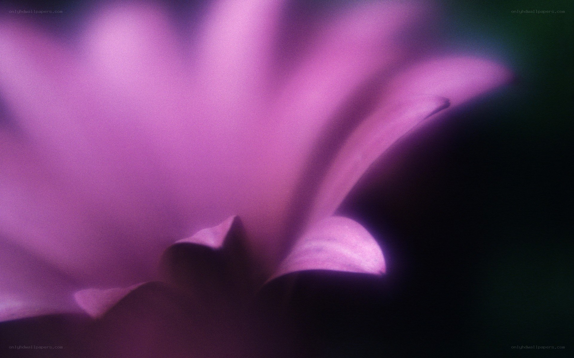 purple flower petal close-up