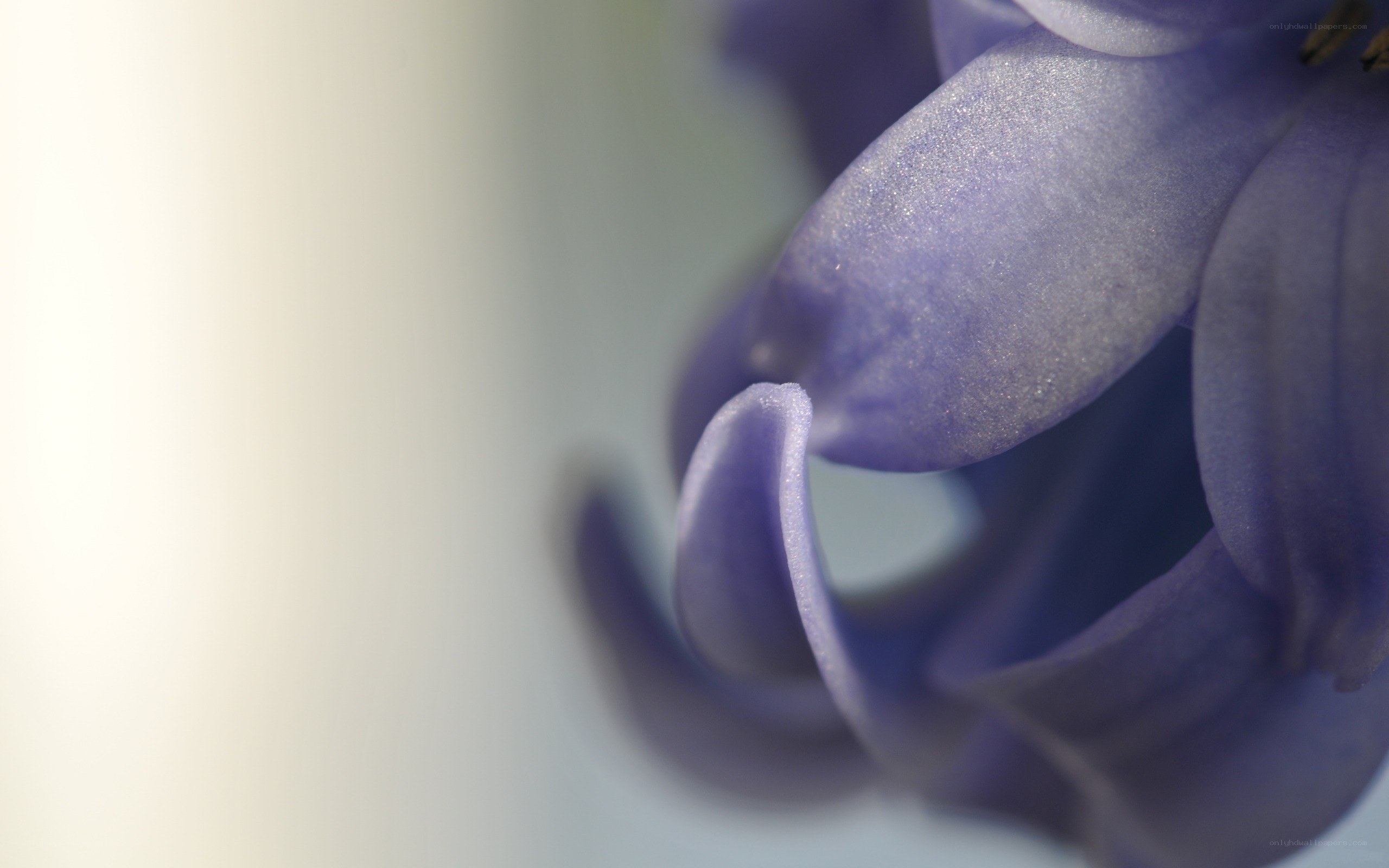 purple flower petal close-up