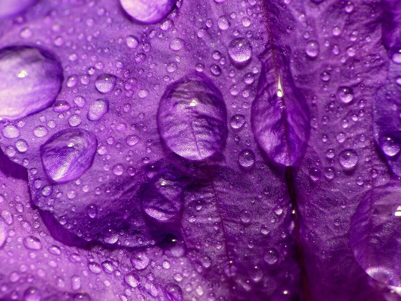 Purple Flower Petal — Damp, Photograph