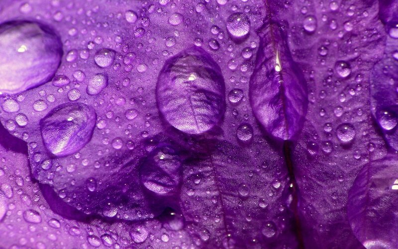 Purple Flower Petal — Damp