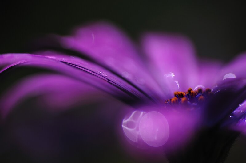 Purple Flower Petal — Dark