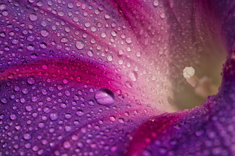 Purple Flower Petal — Detailed