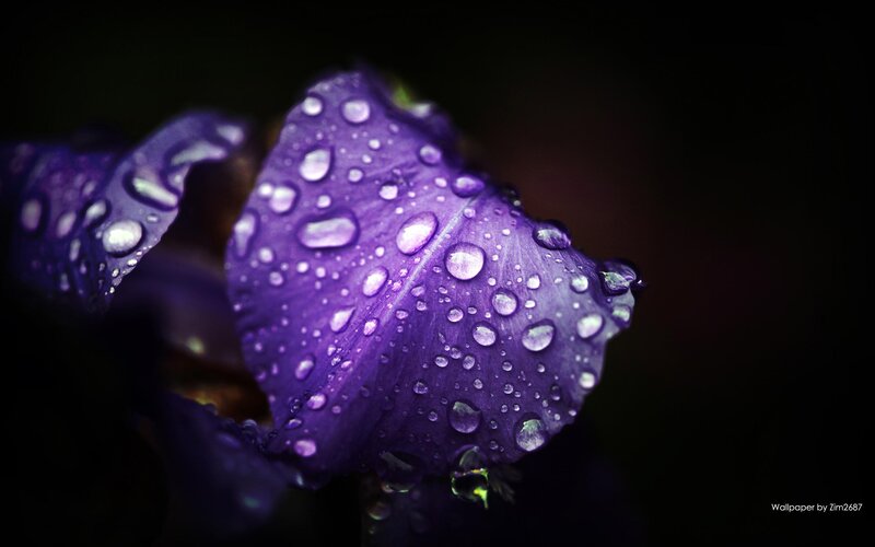 Purple Flower Petal — Dramatic, Photograph