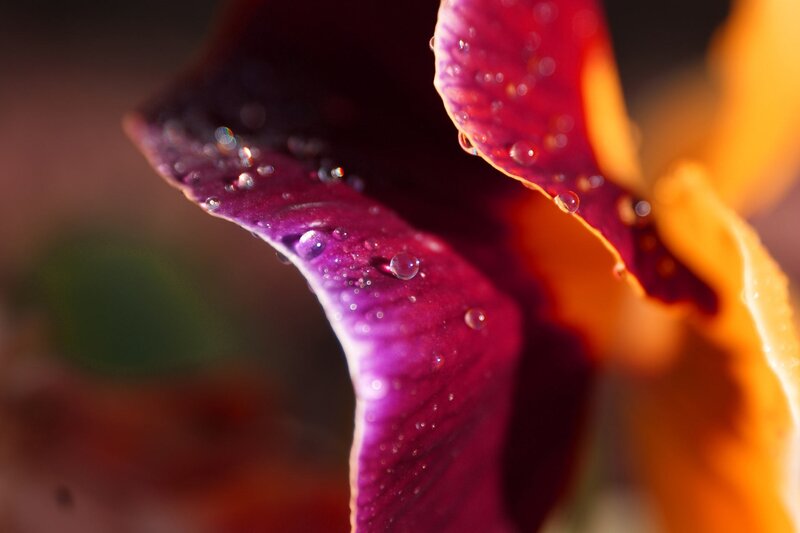 Purple Flower Petal — Dramatic, Photograph, Water Droplets, Orange Petal