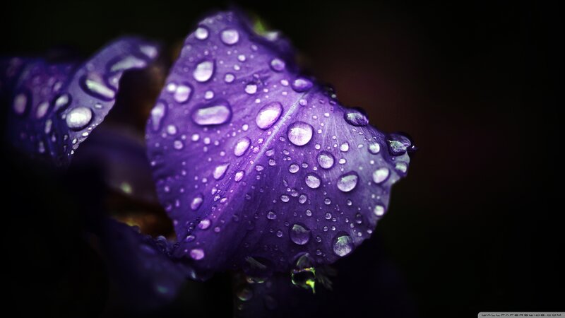 Purple Flower Petal — Dramatic, Photograph, Water Droplets