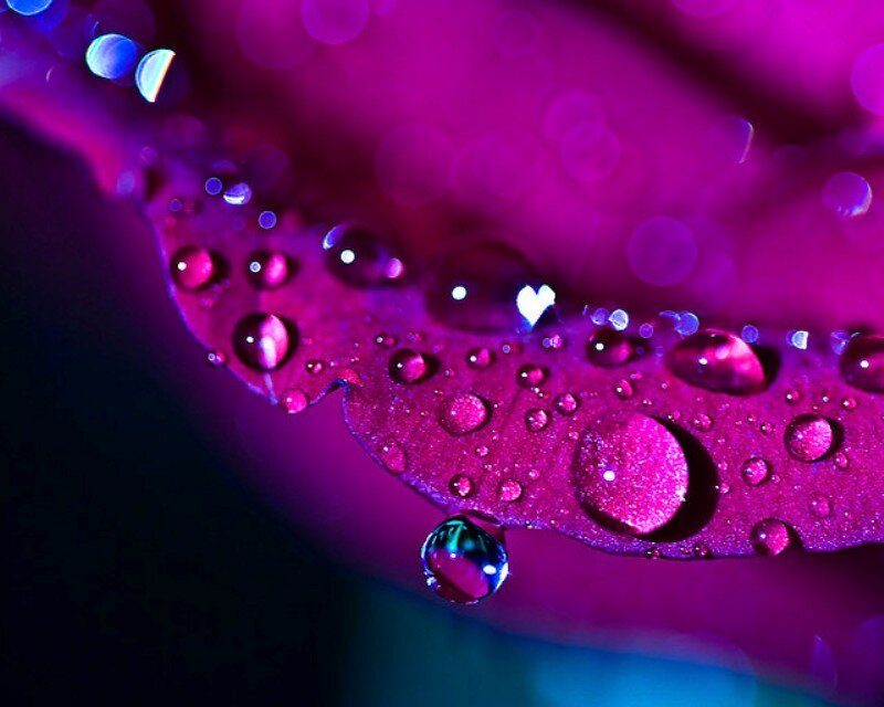 Purple Flower Petal — Dramatic