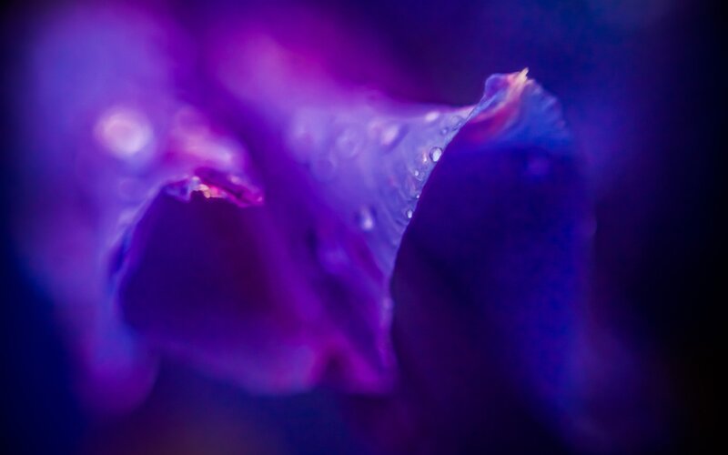 Purple Flower Petal — Dreamy, Photograph