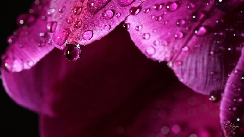 Purple Flower Petal — Magenta, Dramatic