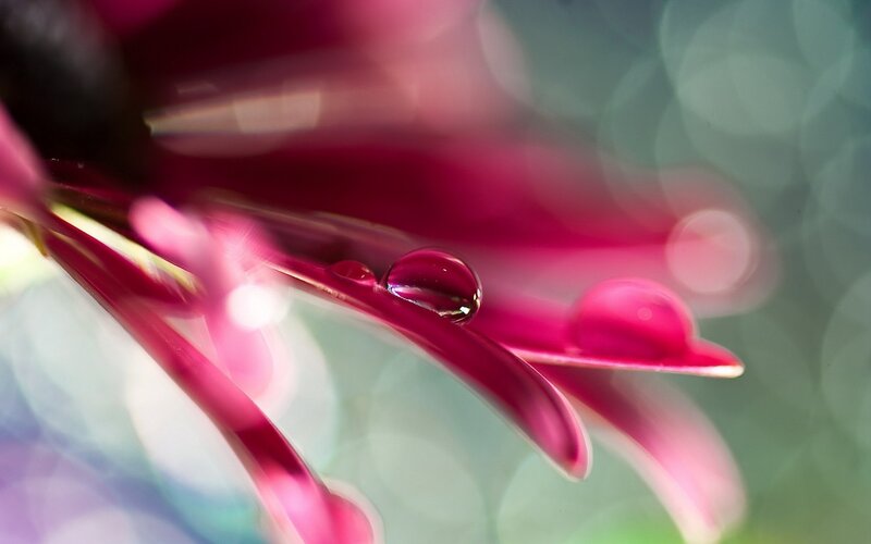 Purple Flower Petal — Magenta, Serene