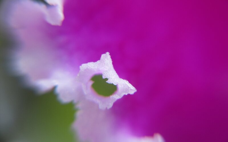 Purple Flower Petal — Magenta