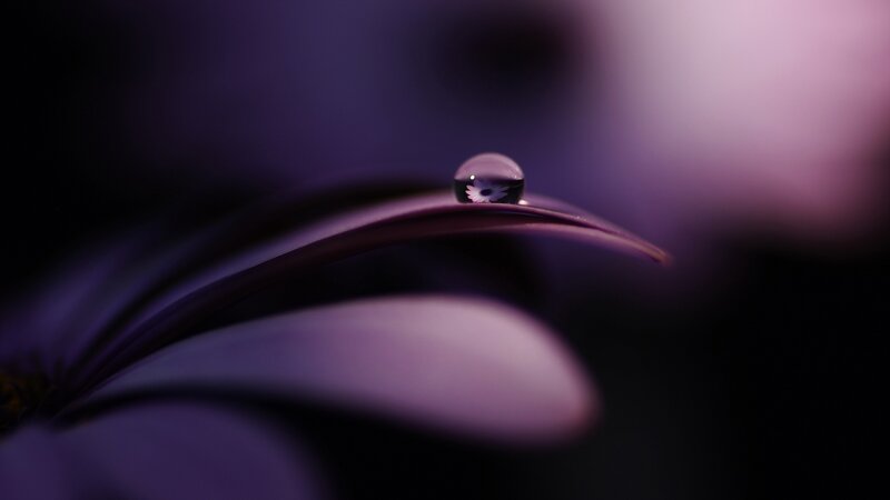Purple Flower Petal — Serene, Photograph, Drop, Reflection