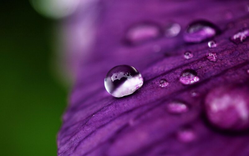 Purple Flower Petal — Serene, Photograph, Water Droplet, Leaf Texture
