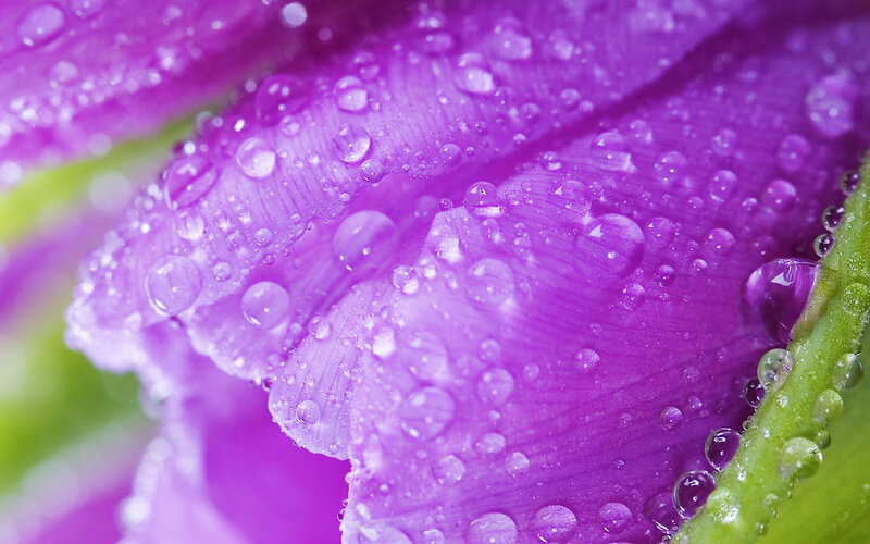 Purple Flower Petal — Serene, Photograph, Water Droplets, Green Stem