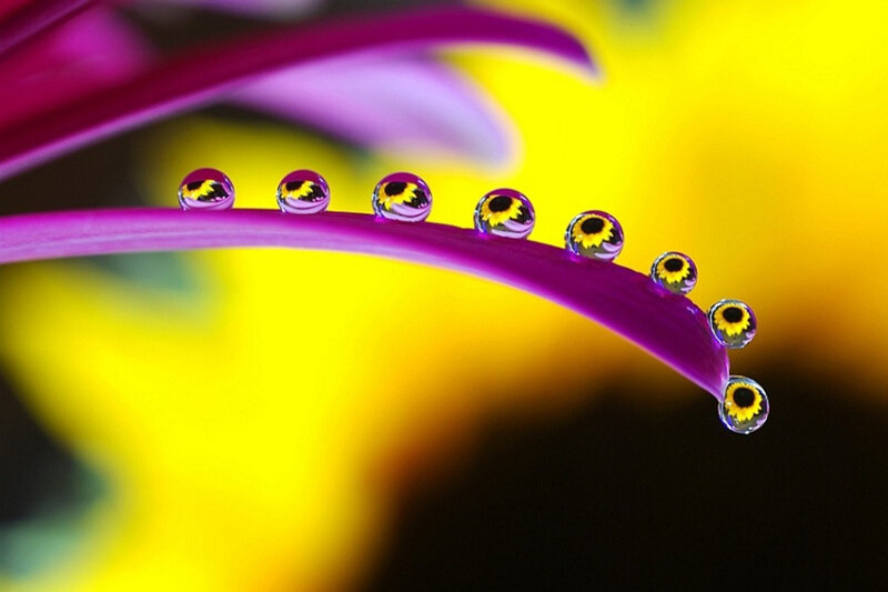 Purple Flower Petal — Serene, Photograph, Water Droplets