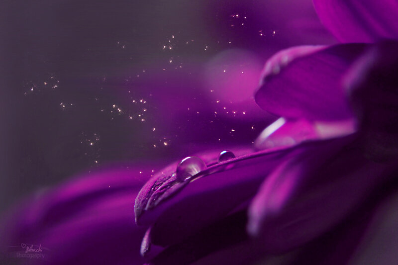 Purple Flower Petal — Serene