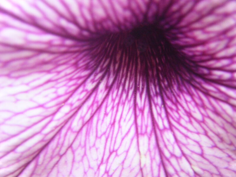 purple flower petal texture