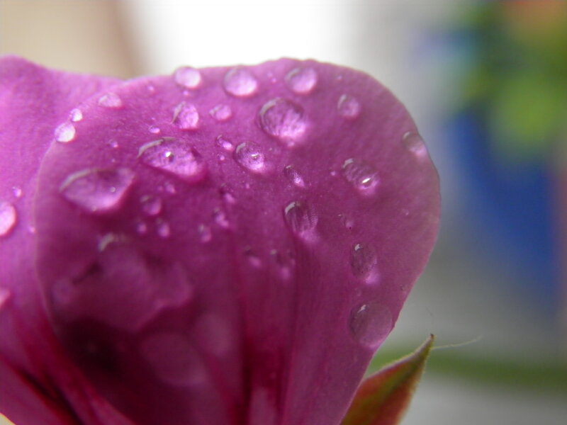 Purple Flower Petal
