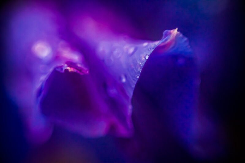 Purple flower petal with water droplets
