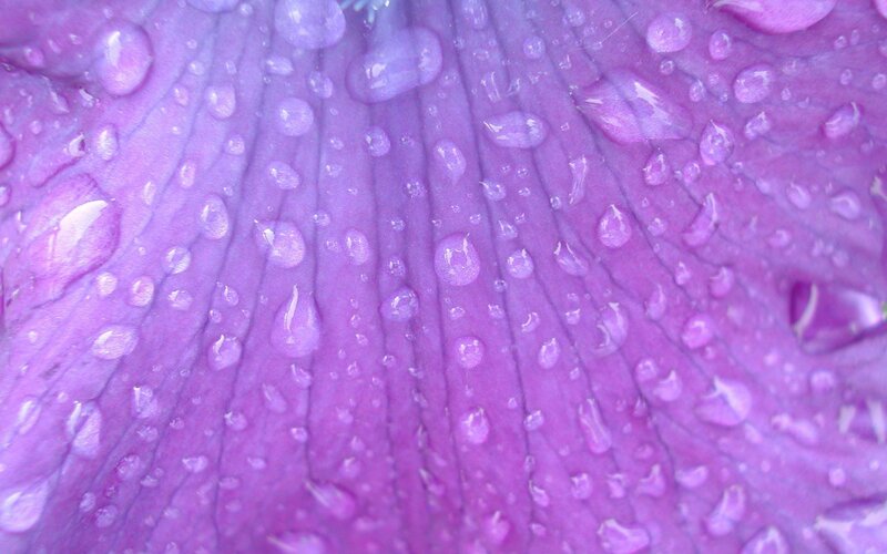 purple flower petal with water droplets