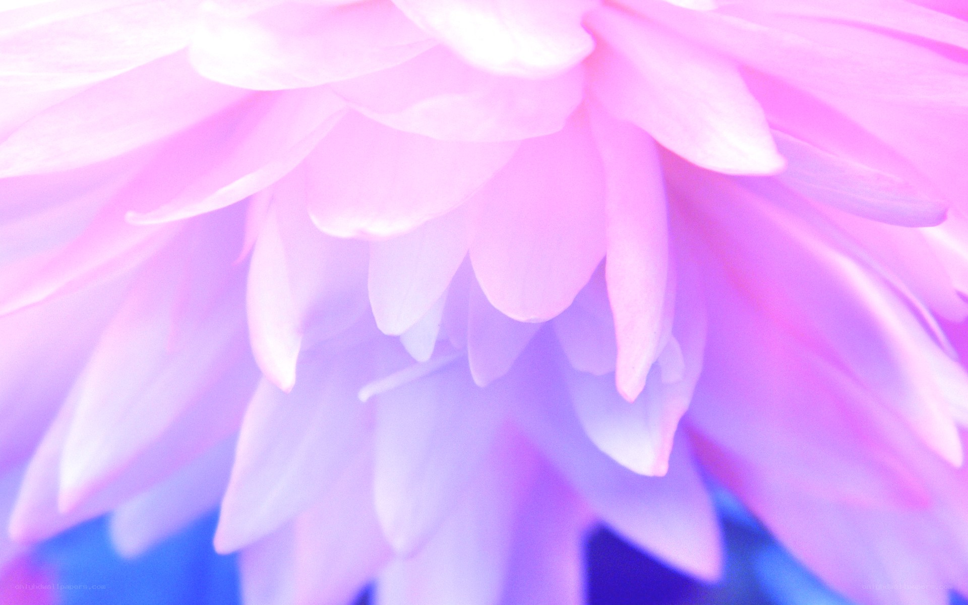 purple flower petals