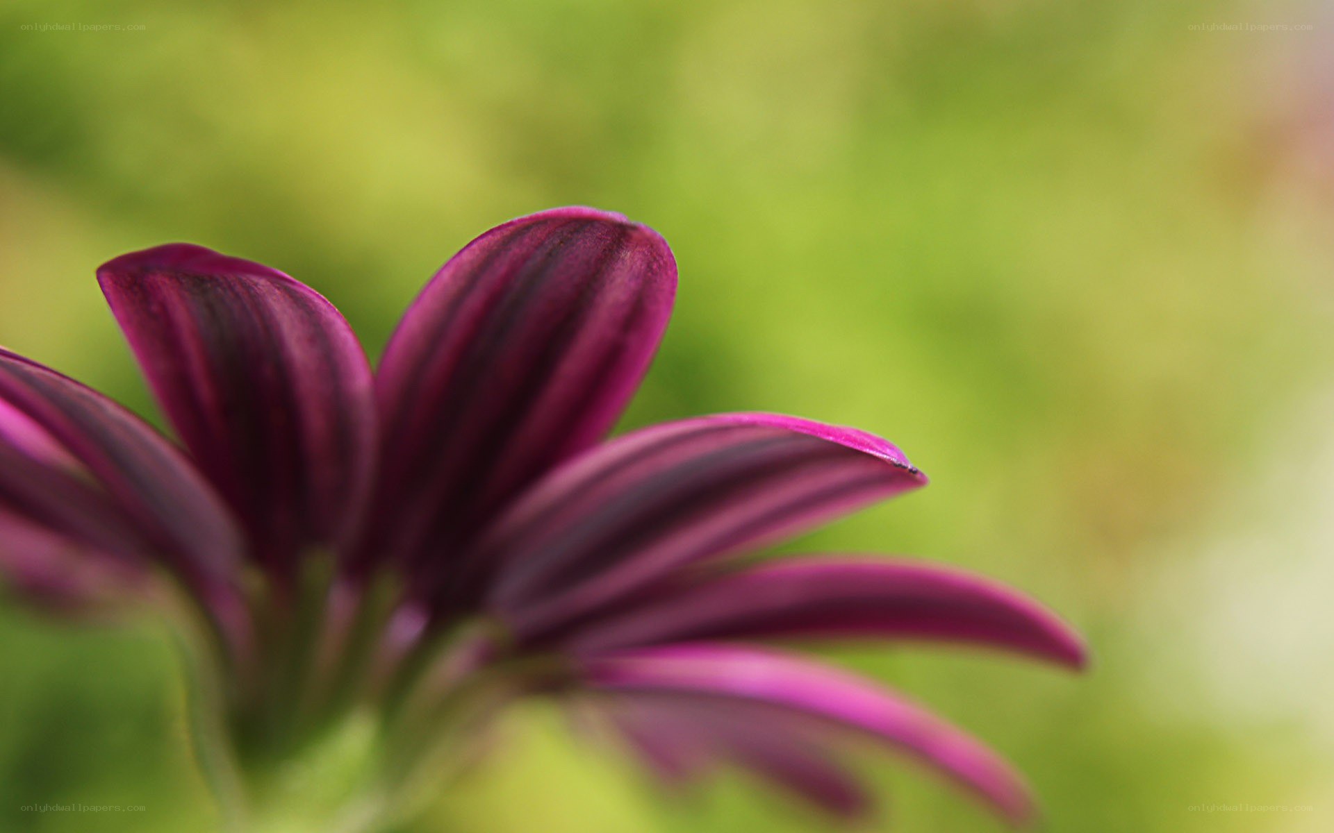 purple flower petals