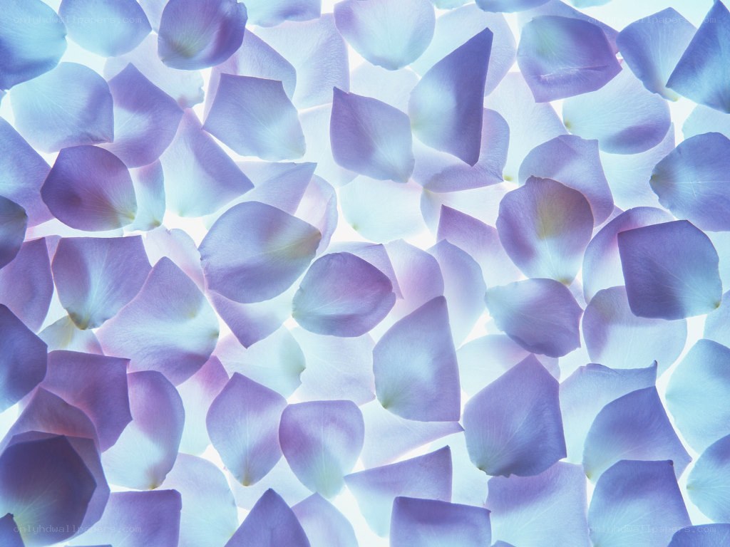 purple flower petals background