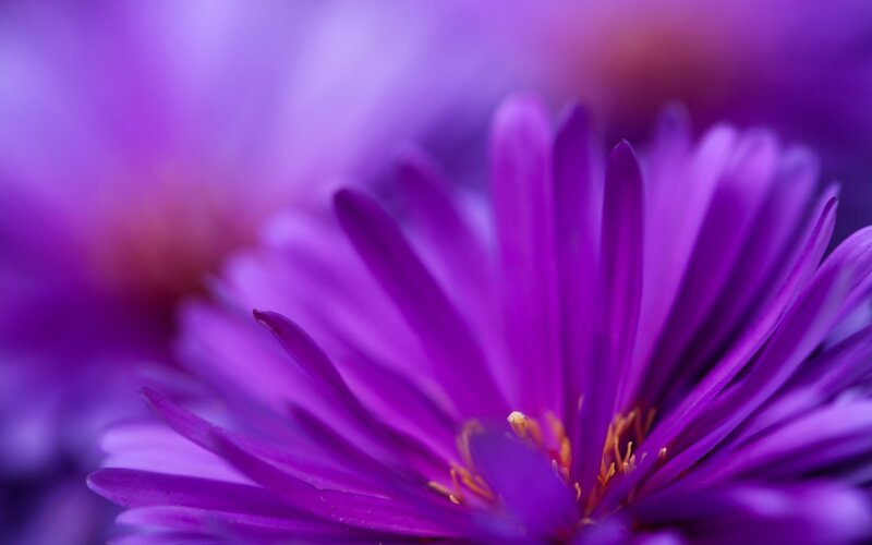 Purple Flower Petals — Calm, Photograph, Stamen, Yellow