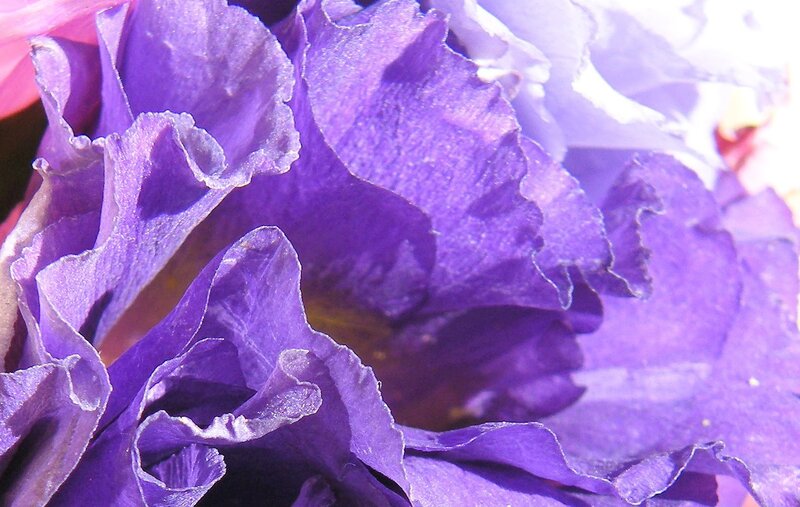 Purple Flower Petals — Calm, Photograph