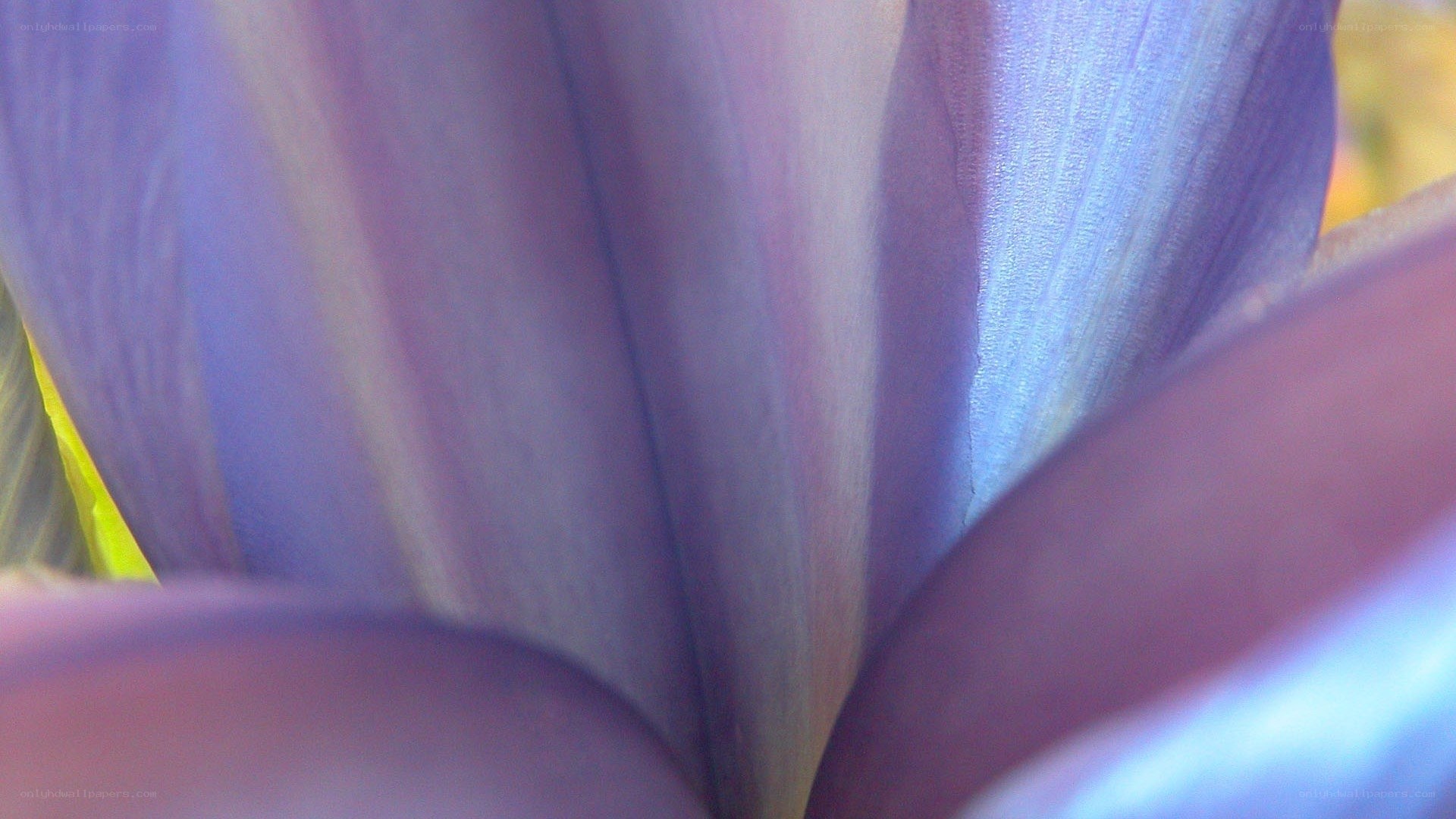 purple flower petals close-up