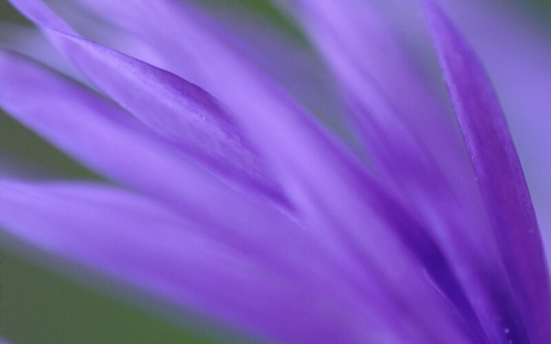 purple flower petals close-up