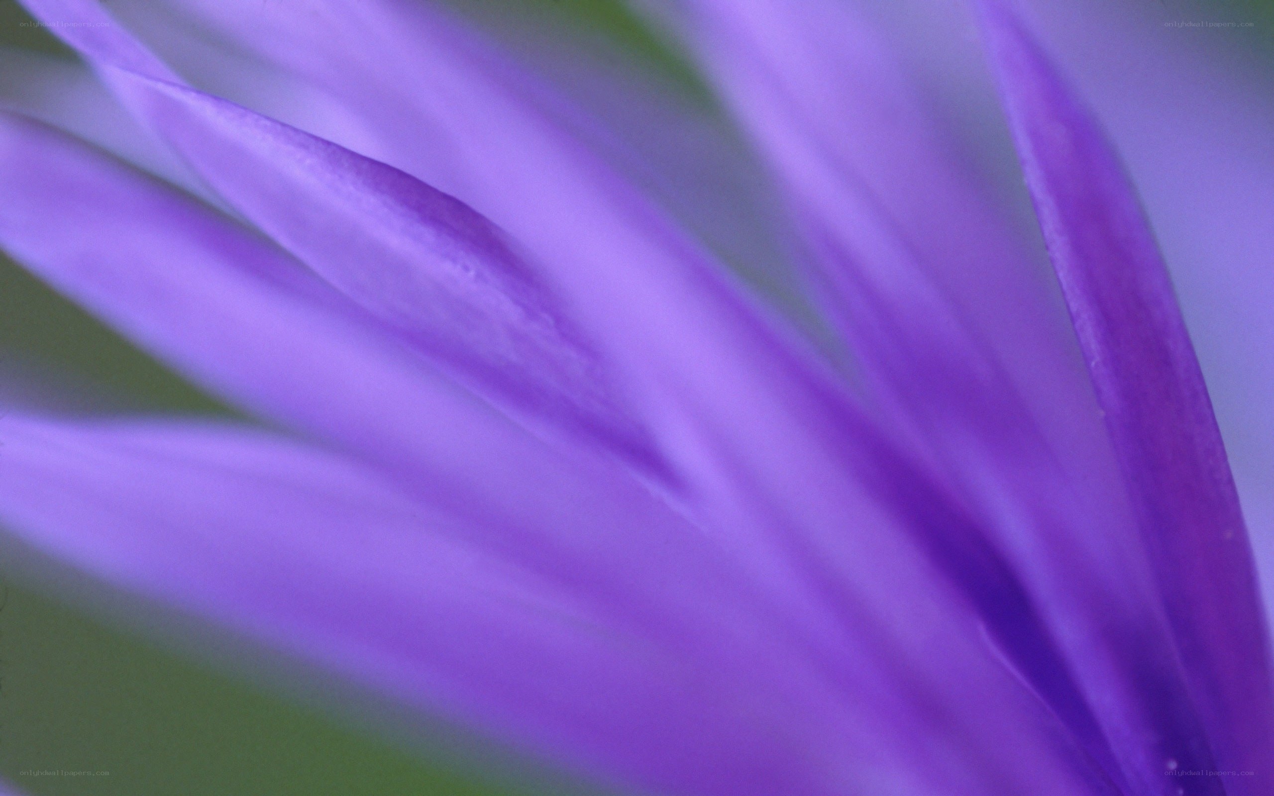 purple flower petals close-up