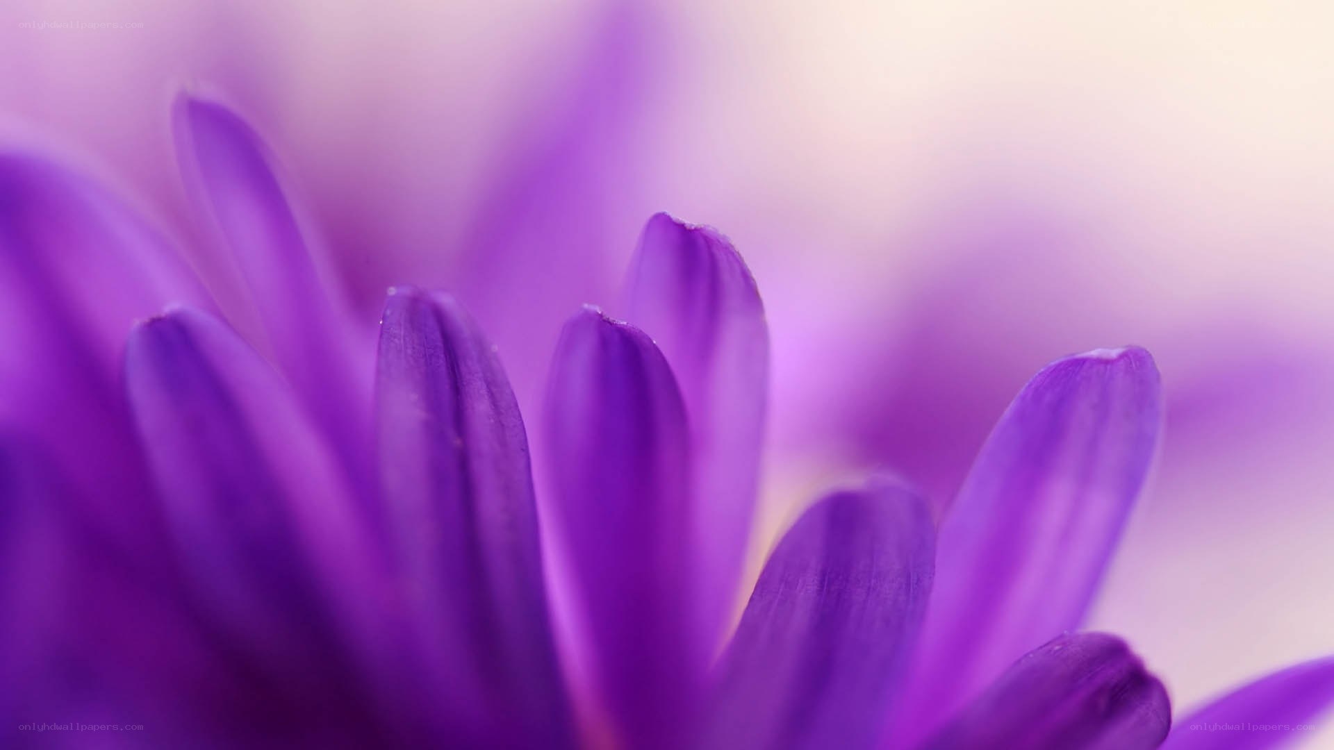 purple flower petals close-up