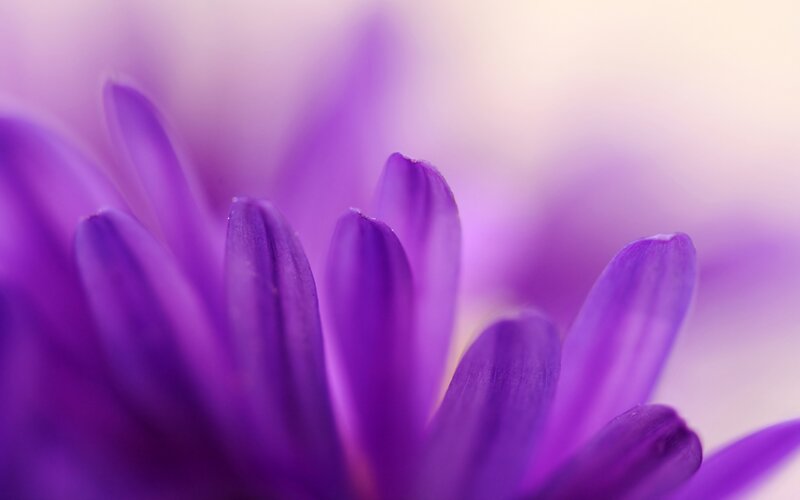 purple flower petals close-up